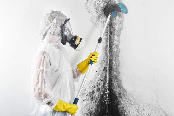 Best Emergency Mold Remediation  in Iroquois Point, HI